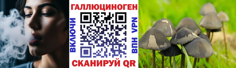 Галлюциногенные грибы Psilocybe  Волосово 